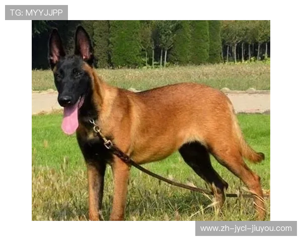 防守铁闸谁称雄:中超后卫与门将赛季数据权威排行 防守铁闸谁称雄:中超后卫与门将赛季数据权威排行